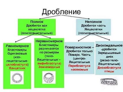 Типы дробления яйцеклеток