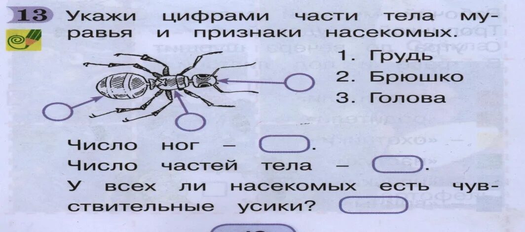 Проверочная работа по теме насекомые 7 класс. Насекомые задания 1 класс. задания по окружающему миру с насекомыми. насекомые задания окружающий мир. кто такие насекомые задания.