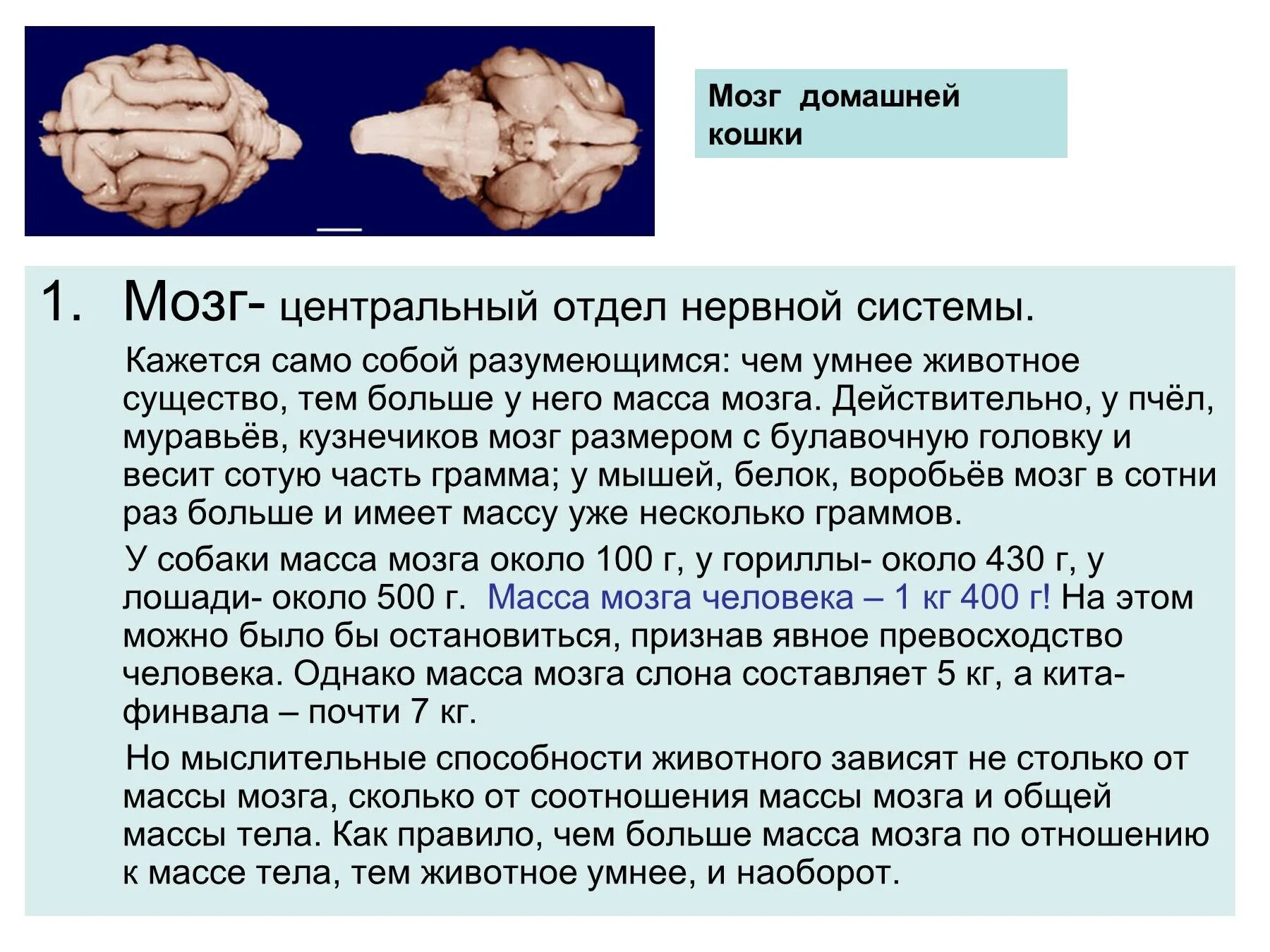 Размер мозга человека. Объем мозга животных и человека.