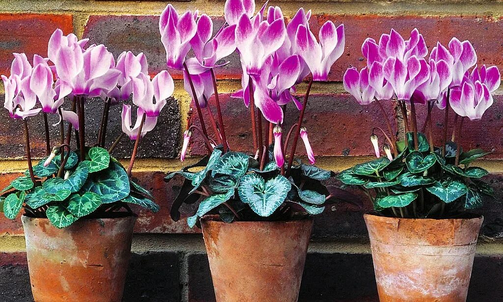 Как сохранить цикламен. Цикламен персидский браво. цикламен персидский – cyclamen persicum mill.. цикламен petticoat.