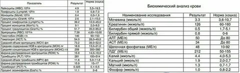 Почечные показатели в биохимическом анализе
