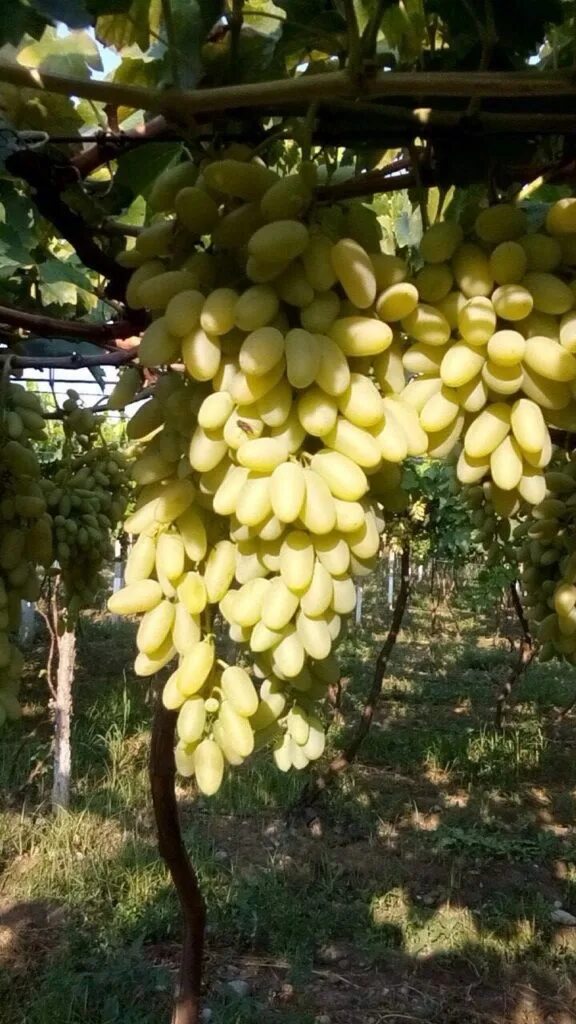 Виноград дамские пальчики фото описание. Виноград Дамский пальчик. Виноград дамские пальчики Узбекистан. Сорт винограда дамские пальчики. Виноград зеленый дамские пальчики.