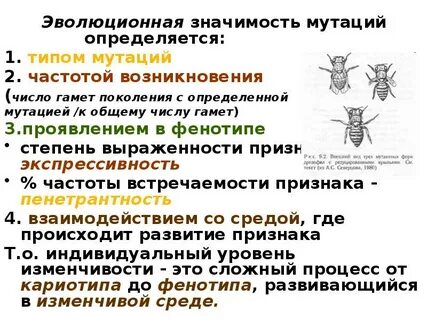 Мутации в эволюционном процессе