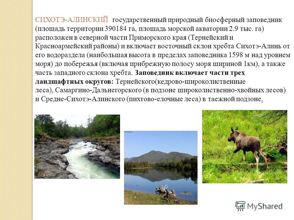 заповедники приморья. заповедники и заказники приморского края. заповедник кедровая падь приморский край. заповедники дальнего востока. проект заповедники приморского края.