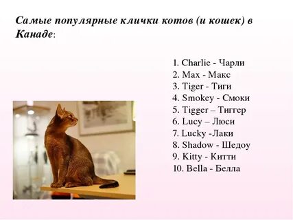 Кошка название клички