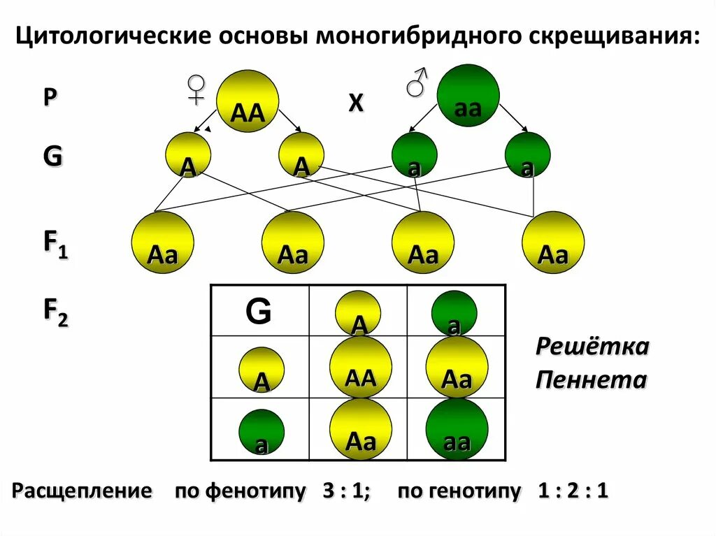 Моногибридное скрещивание какое расщепление. Цитологические основы моногибридного скрещивания 10 класс. Цитологические основы моногибридного скрещивания схема. Калькулятор моногибридного скрещивания. Формула записи моногибридного скрещивания.