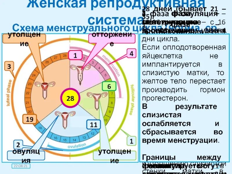 Что значит 2 фаза. Первая фаза менструационного цикла 28 дней. Менструальный цикл схема. Схема цикла женщины. Фазы менструального цикла у женщин.