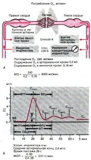 Частота сердечного выброса