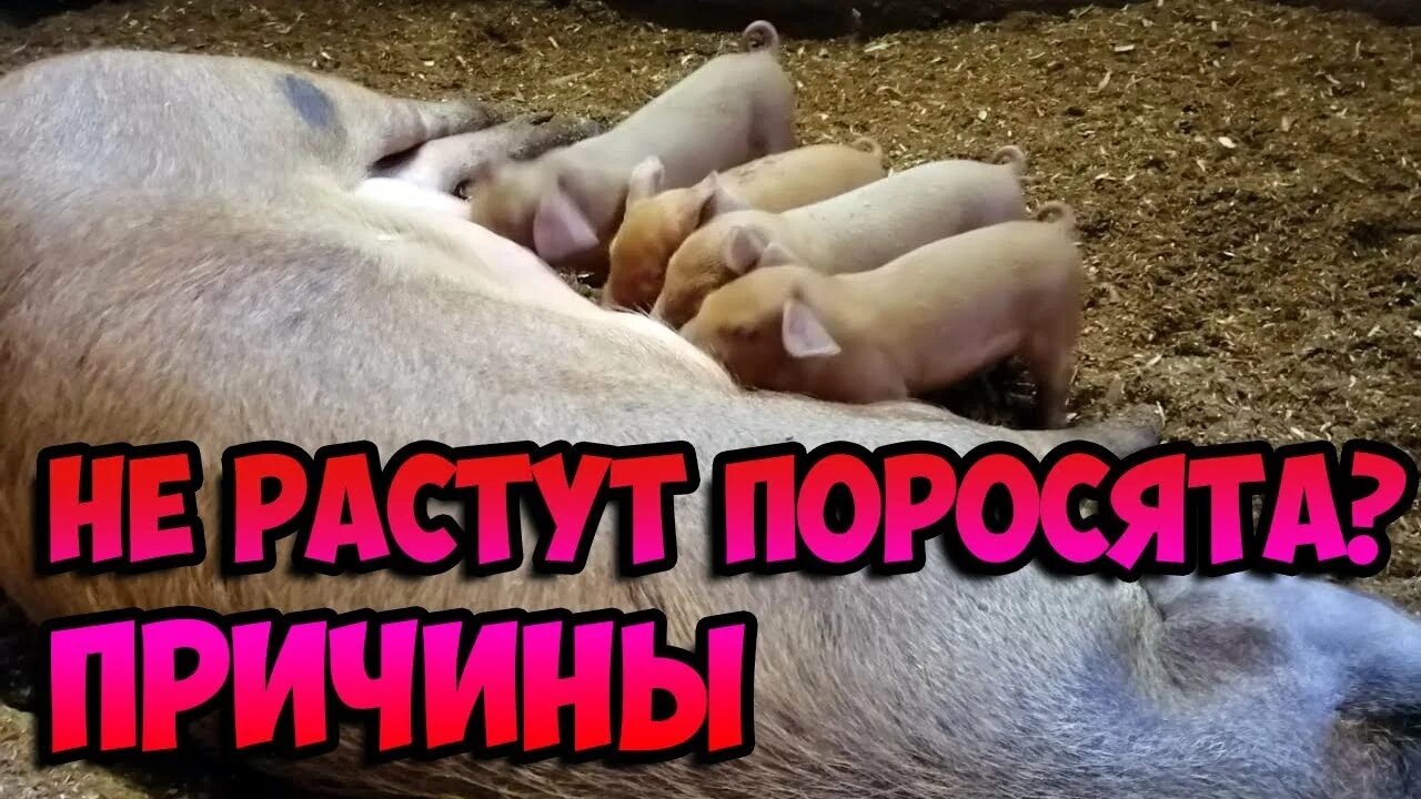 Потому что свинья. Поросеночек рос рос и выросла.