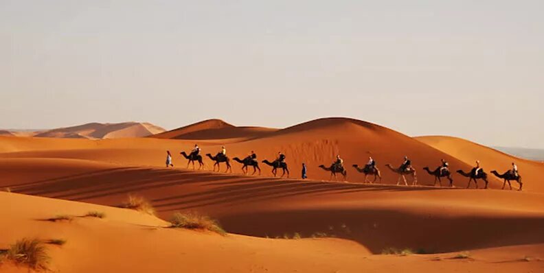 Пустыня Караван Оазис. Пустыни Аравийского полуострова Оазис. Мираж оазиса в пустыне. Три пальмы в Аравийской пустыне. Караван полей