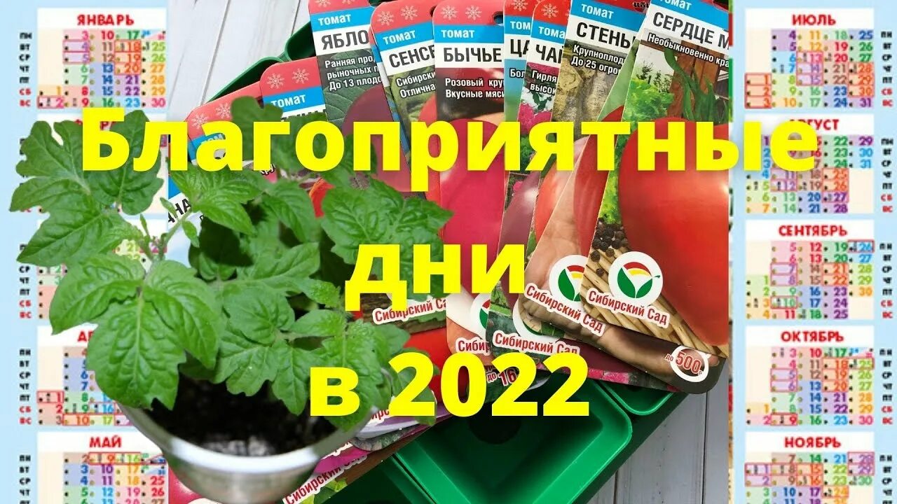 Календарь посадки помидор. Календарь посева семян томатов. Лунный календарь для посадки помидор. Благоприятные дни для посева помидор и перцев. Посев помидор на рассаду в сибири