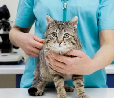 Ветеринар кошке