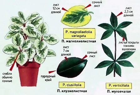 Ширина листьев нескольких растений