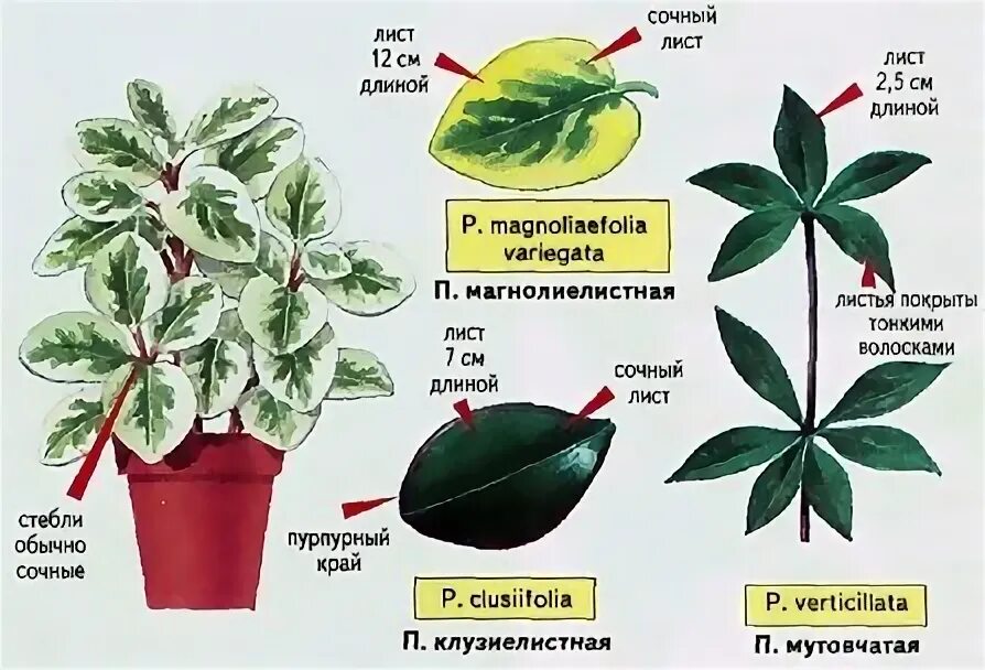 Размеры листьев комнатных растений. Пеперомия мутовчатая. Пеперомия вертициллата. Пеперомия прямостоячая. Пеперомия туполистная цветы.