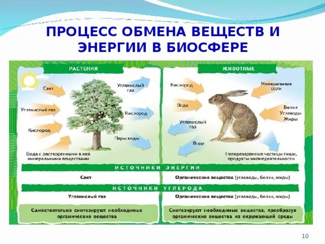 Обмен веществ у растений тест 6 класс. Обмен веществ и превращение энергии примеры в биологии. Пример обмена веществ и энергии в биологии 5 класс. Схема обмена веществ и энергии 5 класс биология. Обмен веществ у животных.