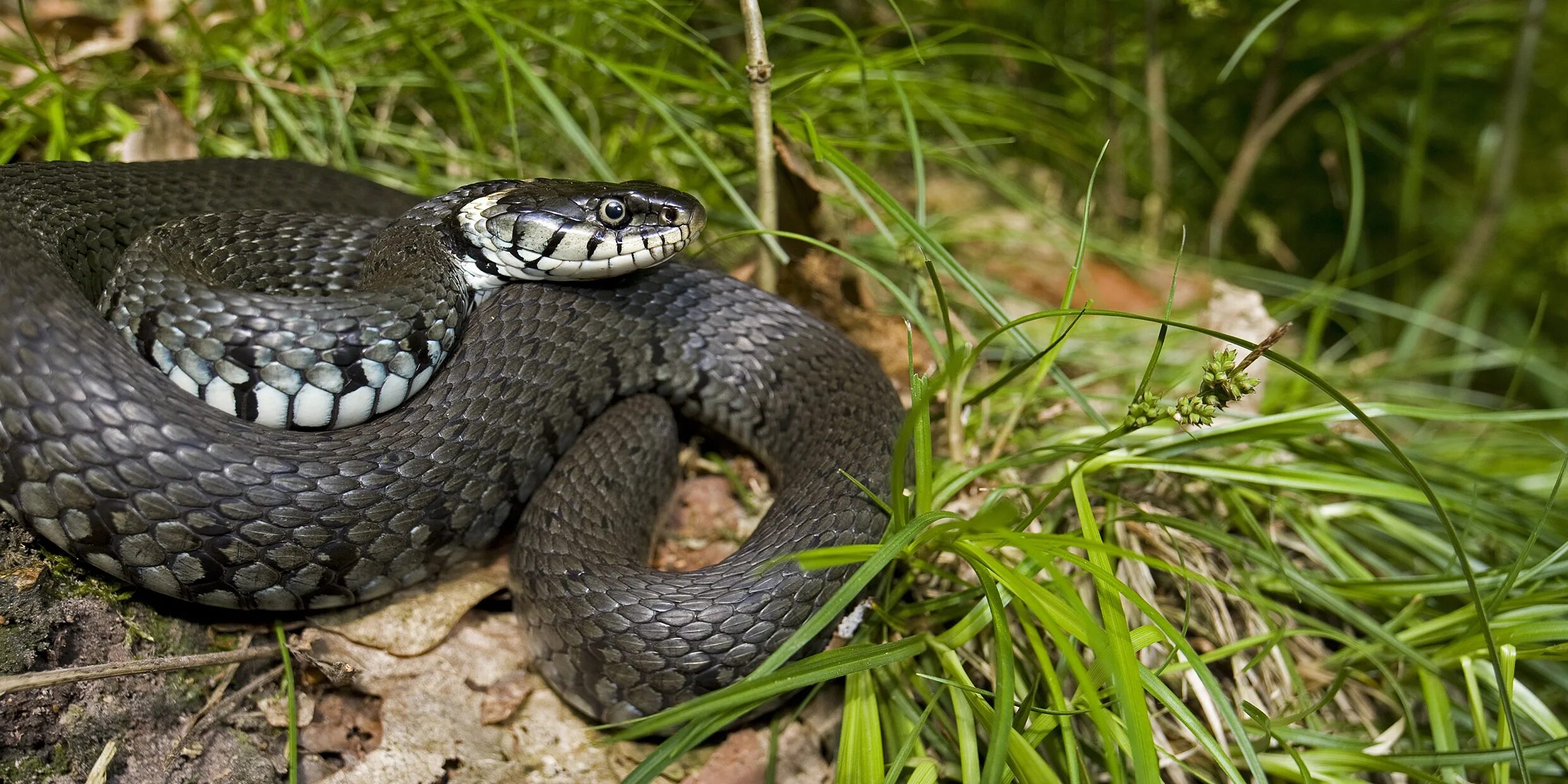 Grass snake. Обыкновенный уж Natrix Natrix. Обыкновенный уж меланист. Водяной уж черная МОРФА. Морфы обыкновенного ужа.