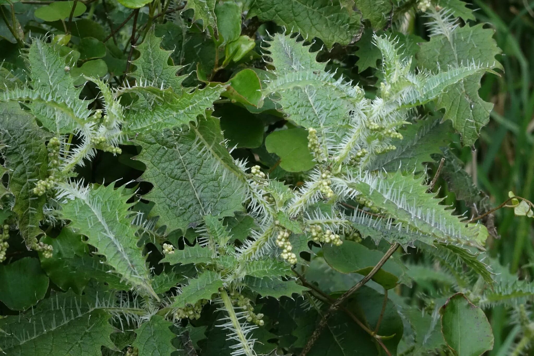 Хуры хай. Крапива Онгаонга. Urtica Ferox – Крапивное дерево Онгаонга. Онгаонга свирепая крапива. Крапивное дерево (Urtica Ferox),.