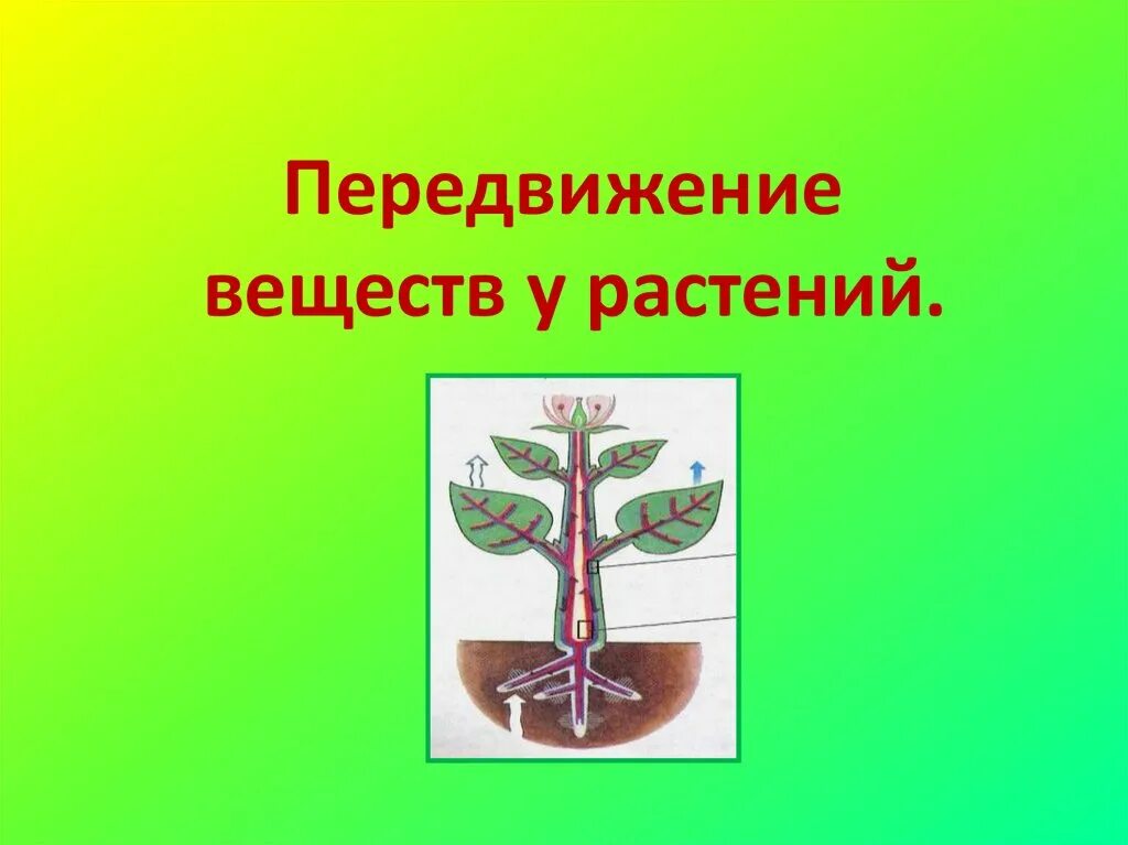 Передвижение веществ у растений. Транспорт веществ у растений. Процессы транспорта веществ в растении биология. Обмен веществ у растений. Тест передвижение веществ у растений 6 класс