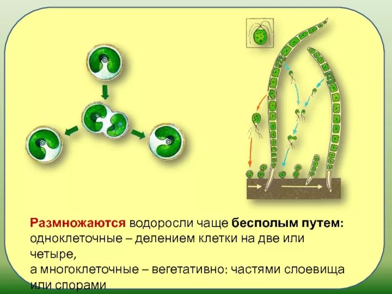 Размножение клеток водорослей. Вегетативное размножение водорослей схема. Размножение одноклеточных зеленых водорослей. Бесполое вегетативное размножение водорослей. Вегетативное размножение водорослей происходит.