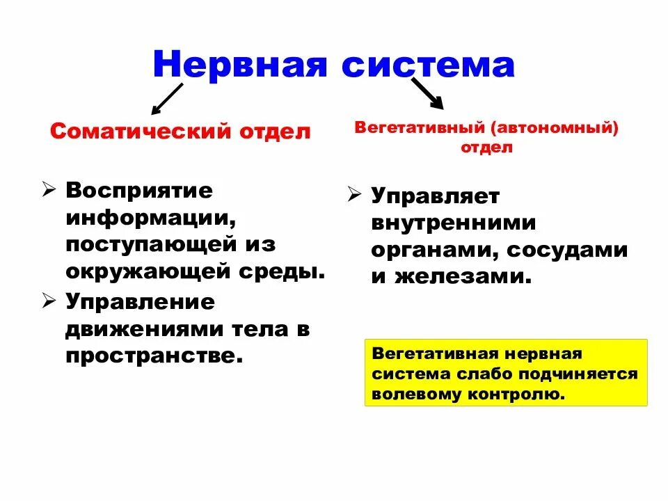 Виды нервной системы 8 класс. Соматический и автономный (вегетативный) отделы нервной системы. Автономный вегетативный отдел нервной системы схема. Нервная система соматическая и вегетативная схема. Биология 8 класс соматический и вегетативный отделы нервной системы.