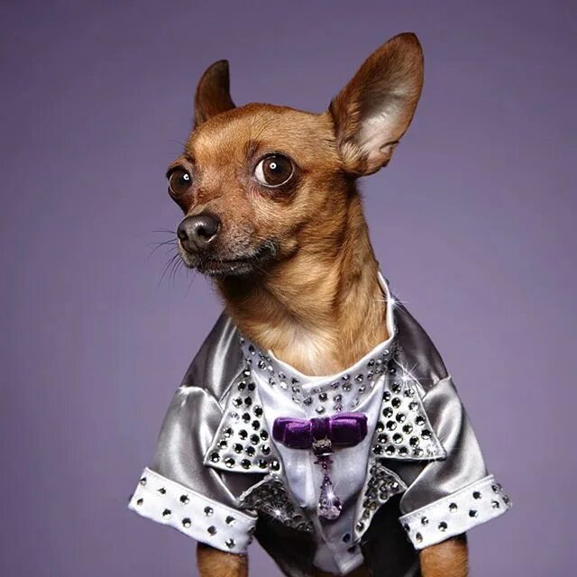 Really fancy