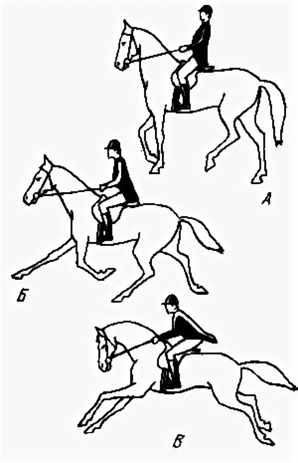 Учебная рысь. Посадка всадника при галопе. Правильная посадка на лошади на галопе. Полевая посадка на лошади для начинающих. Полевая посадка на лошади на галопе.