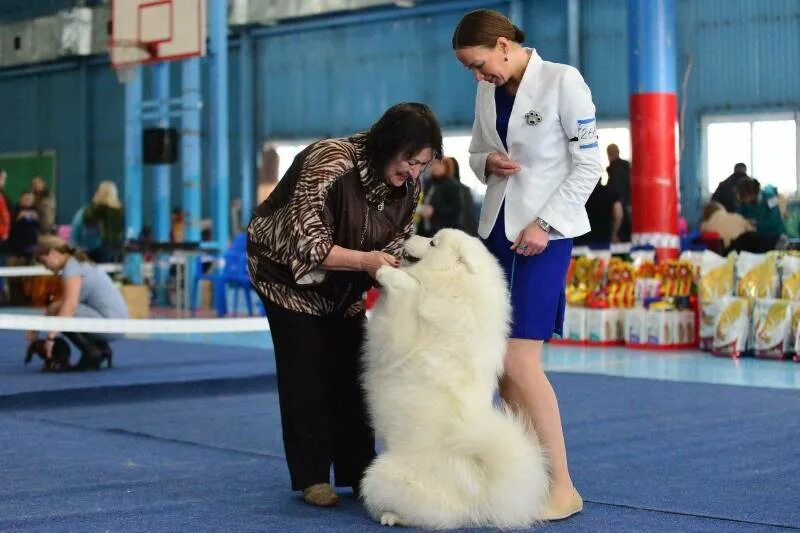 Группы выставок собак