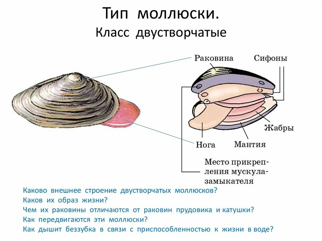 Внешнее строение раковины двустворчатых моллюсков. Внешнее строение раковины двустворчатого моллюска. Двустворчатые моллюски беззубка. Тип моллюски класс двустворчатые системы органов.