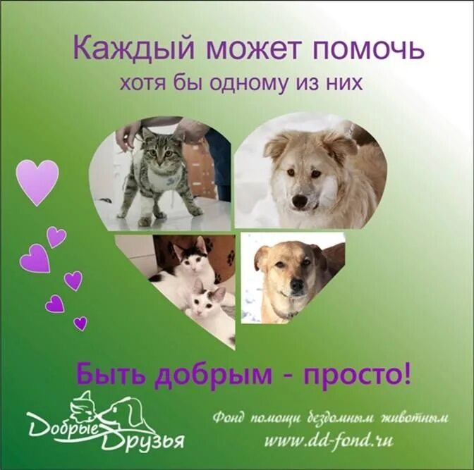 Девиз животных. Международный день защиты животных. всемирный день животных. 4 октября день защиты животных. международный день бездомных животных.