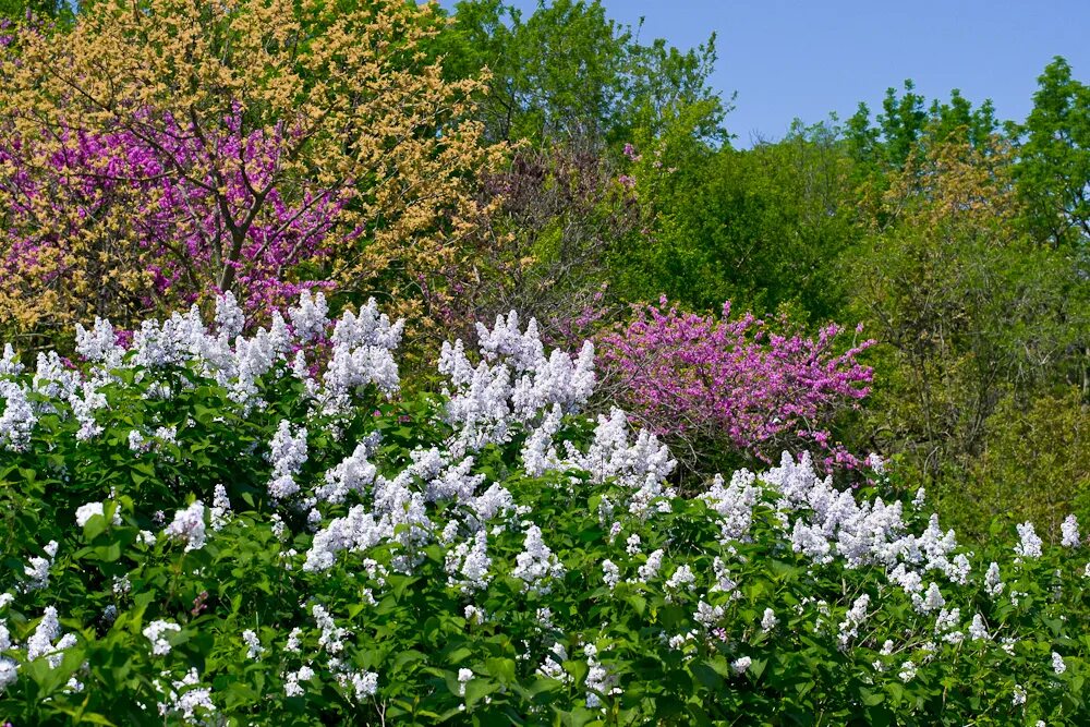 Спирея Syringa. Спирея форзиция. Сирень в Севастополе. Форзиция и сирень. Весной распускались сирени