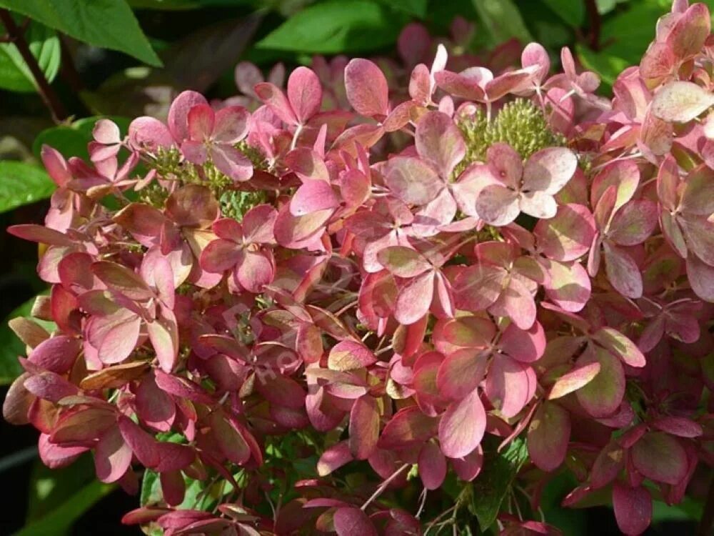Встречайте новый сорт гортензии метельчатой - Пэстел Грин Hortensia hydrangea, H