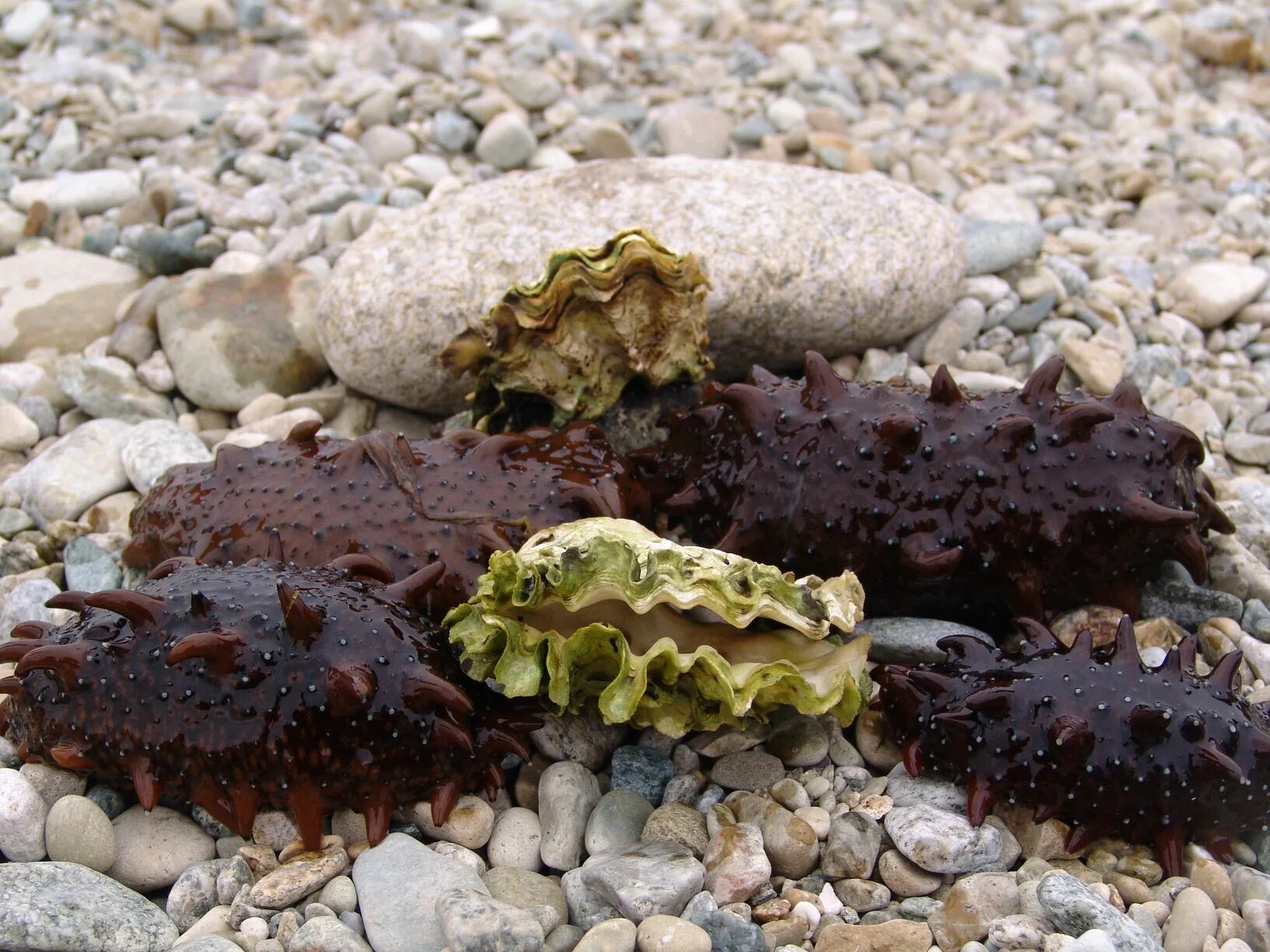 Морские трепанги устрицы. Дальневосточный трепанг (морской огурец). Голотурия кукумария. Трепанги мидии. Обитатели средиземного моря устрицы.