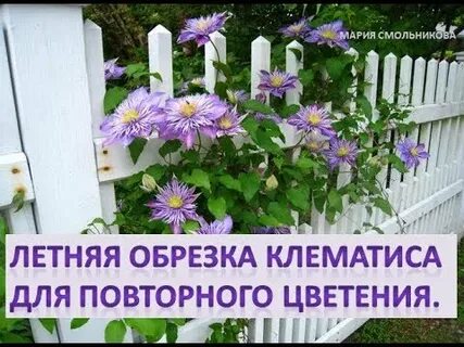 Как обрезать клематис после цветения