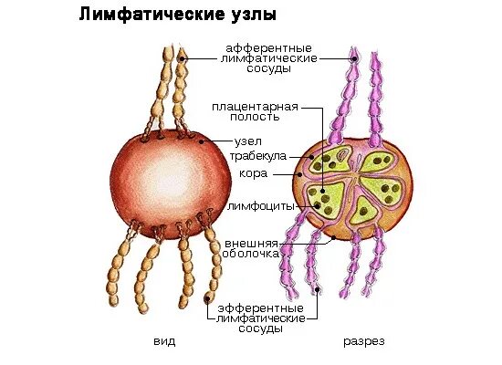 Лимфоузлы внутри