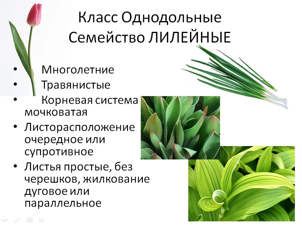 Какие цветы относятся к однодольным. Класс Однодольные семейство Лилейные. Класс Однодольные Лилейные растения. Класс Однодольные растения семейство Лилейные. Цветок лилейных однодольных растений.