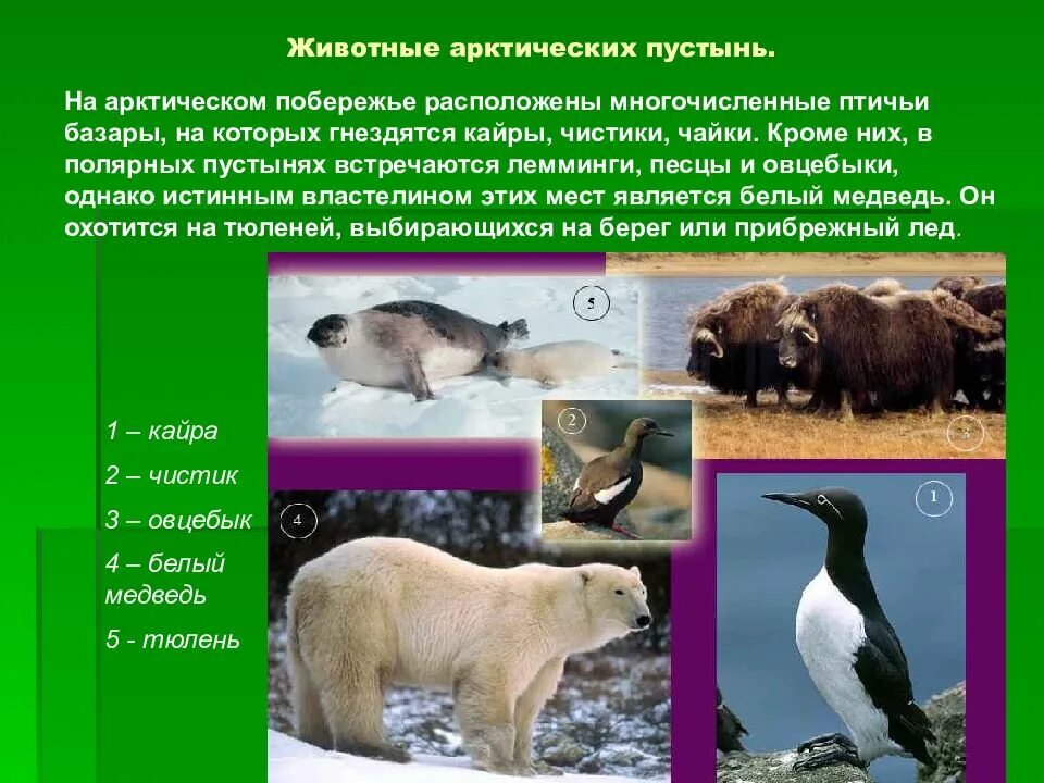 Животные арктических пустынь. Животный мир арктической пустыни. Арктическая пустыня животные. Арктическая зона животный мир.