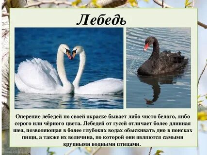 Сравнение лебедей