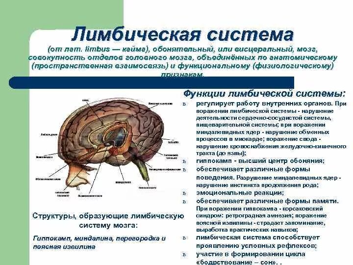 Физиологические функции головного мозга. Лимбическая система головного мозга функции. лимбическая система головного мозга строение и функции. лимбическая система мозга функции физиология. центральная нервная система лимбическая система.
