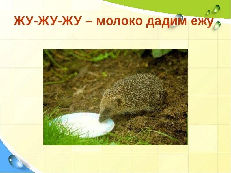 Молоко ежику. Жа жа жа есть иголки у ежа. есть иголки у ежа. дают ежу молоко. иголки ежика.