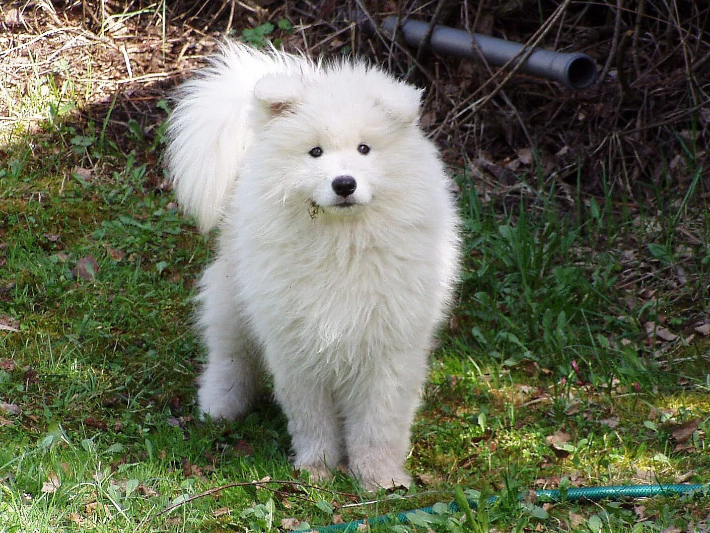 самоедская лайка, арктический шпиц. японский шпиц и самоед. самоедский шпиц. померанский самоед. лайка самоед.