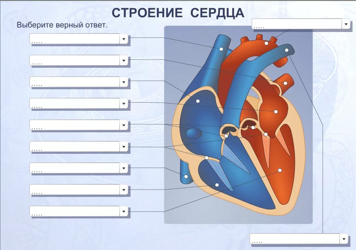 Обозначьте рисунок строение сердца. Строение человеческого сердца схема. Внутреннее строение сердца человека схема. Строение сердца человека схема 8 класс. Схема сердца человека биология 8 класс.