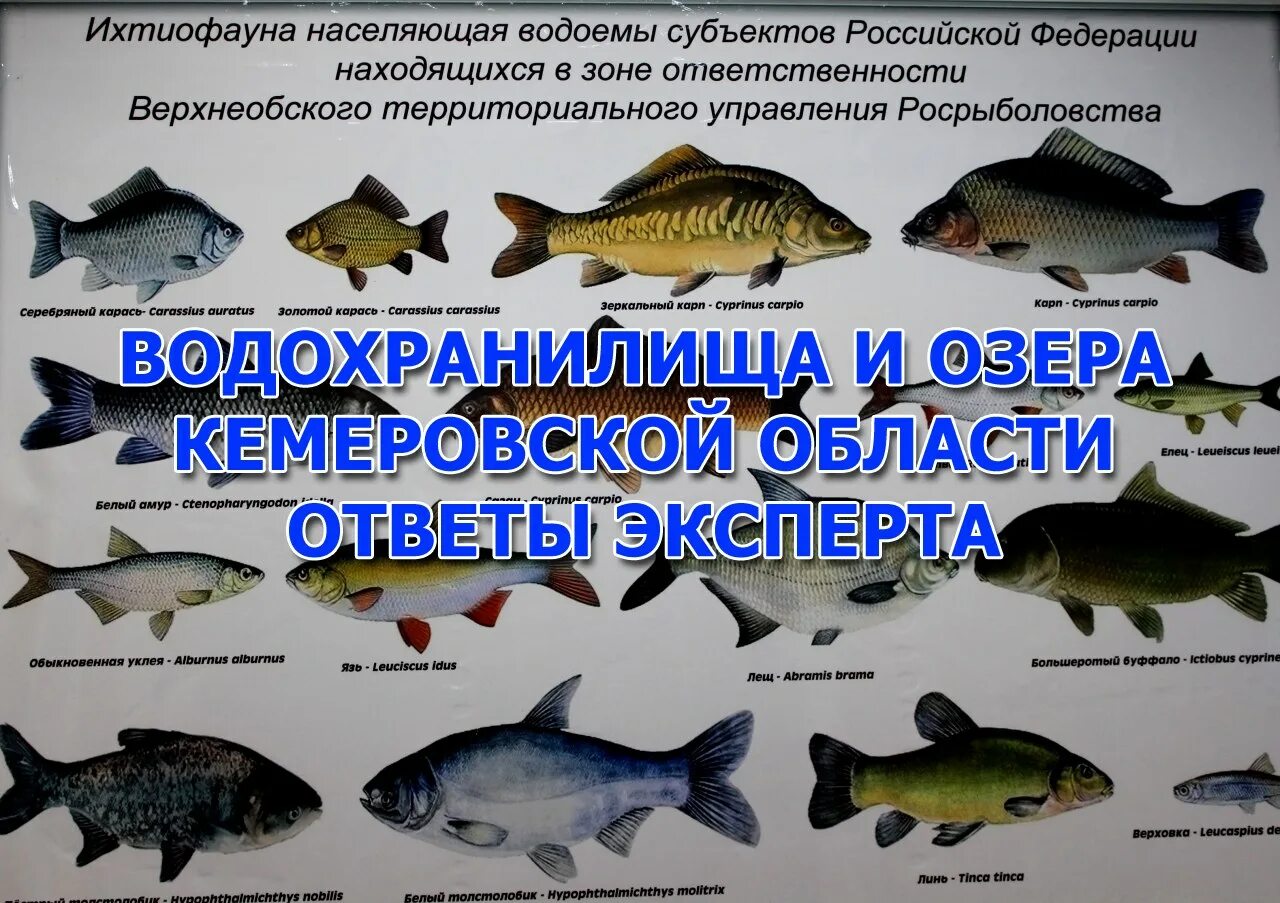 Рыбы Кемеровской области. Рыбы обитающие в Озерах. Какие рыбы водятся в Кузбассе. Рыба в реке Томь Кемеровская область. Клев в кемеровской области