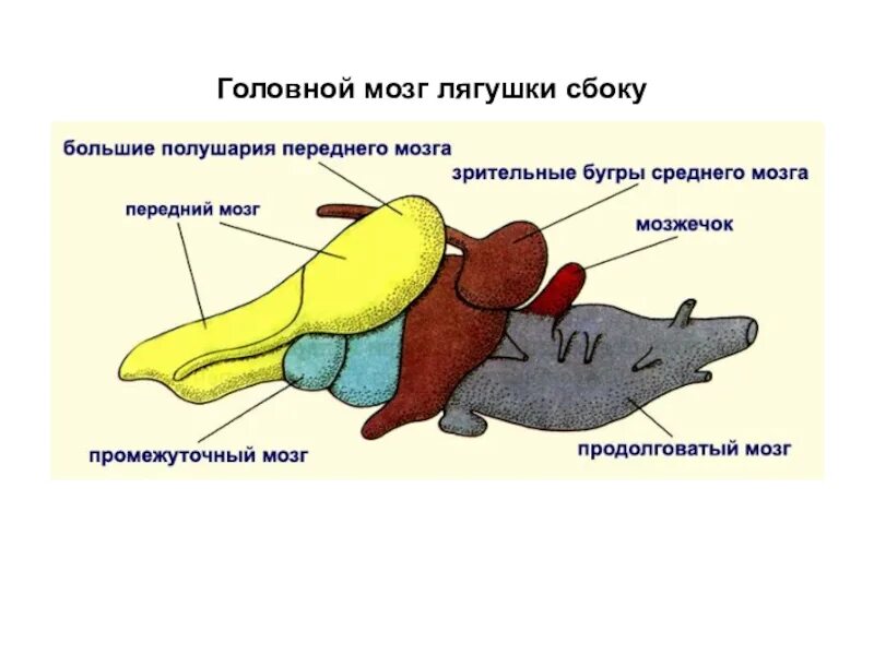 Отделы головного мозга лягушки. Головной мозг лягушки сбоку. строение головного мозга земноводных. нервная система отделы головного мозга земноводных. нервная система функции отделов головного мозга рыб.