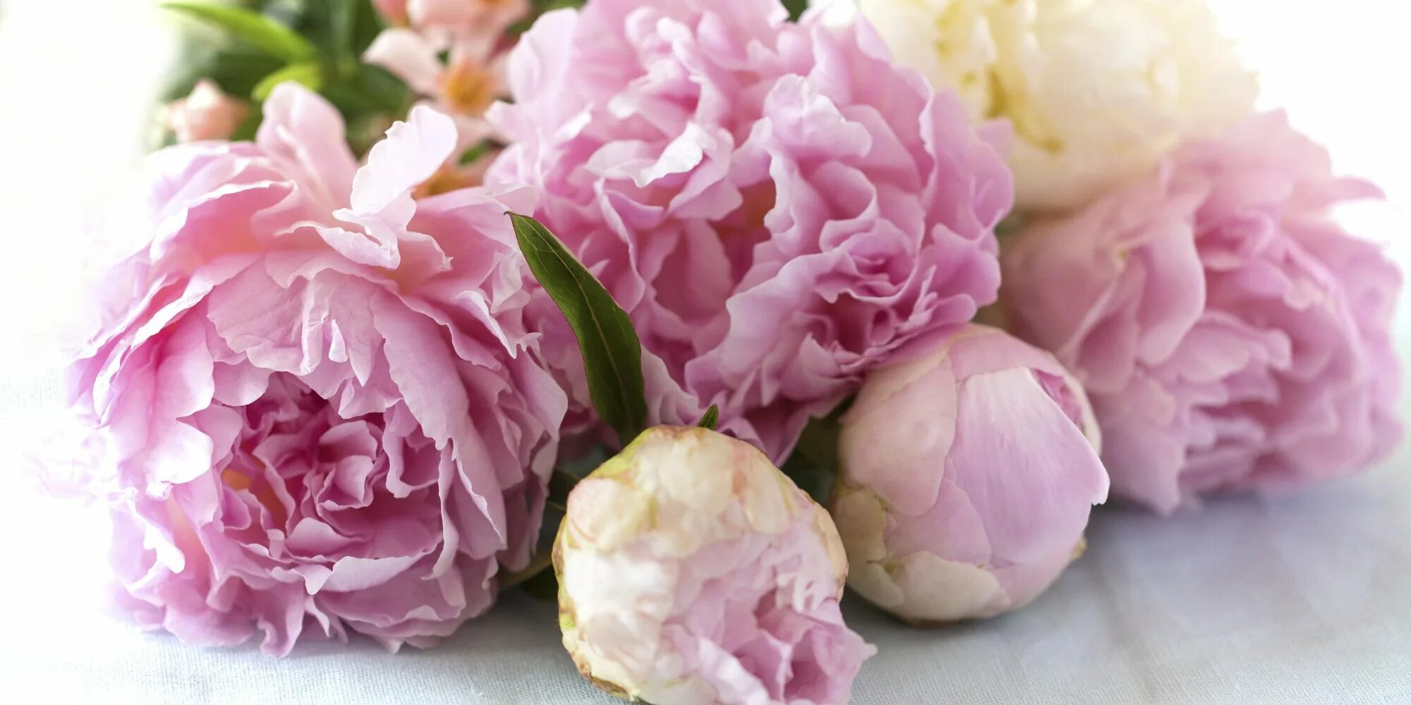 Пион жизель. Розоподобные пионы. Цветок "пион". Пион paeonia. Гисслер пионы.