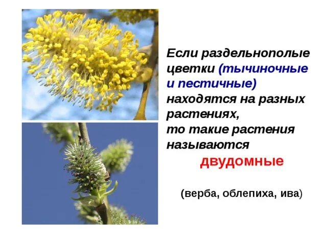 Цветки имеющие только пестики называют тычиночными. Тычиночные и пестичные цветки. ива пестичные и тычиночные цветки. растения на которых есть тычиночные и пестичные цветки называются. название пестичные растения.