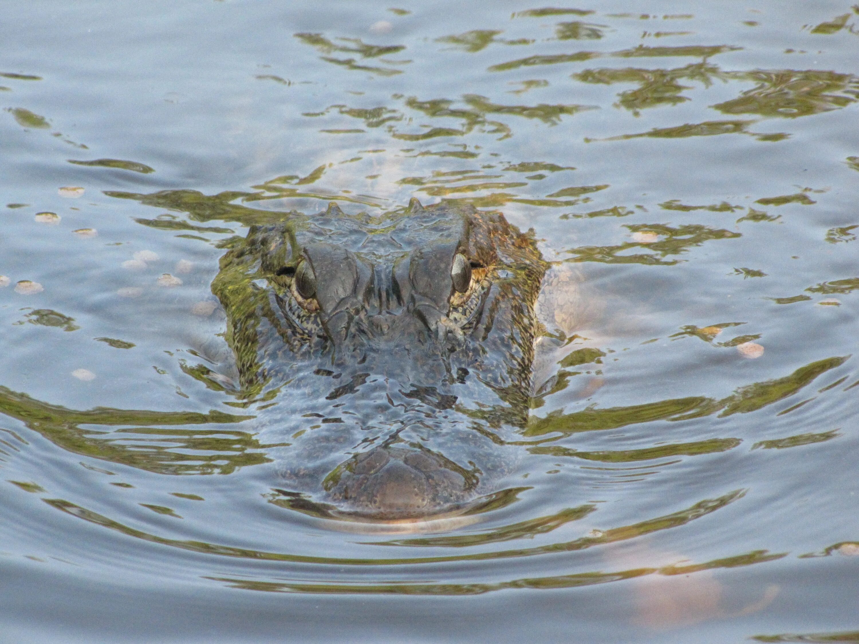 Земноводные пустыни. Everglades animals. Все хищники из реки Новотроицкой. Everglade Green.