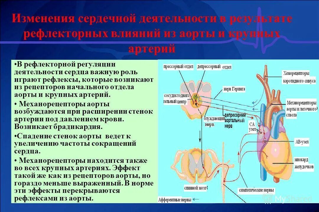 Рефлекс вызываемый раздражением каротидного синуса. Раздражение хеморецепторов каротидного синуса. Рефлекс рецепторов синокаротидной зоны. Рефлекс каротидных узлов. Где расположен безусловно рефлекторной регуляции кровяного