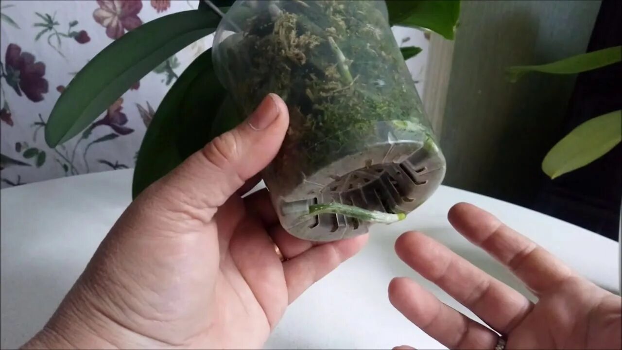 Мох в корнях орхидеи. Мох для орхидей. посадка орхидей в сфагнум. посадка орхидеи в мох. мох сфагнум для орхидей.