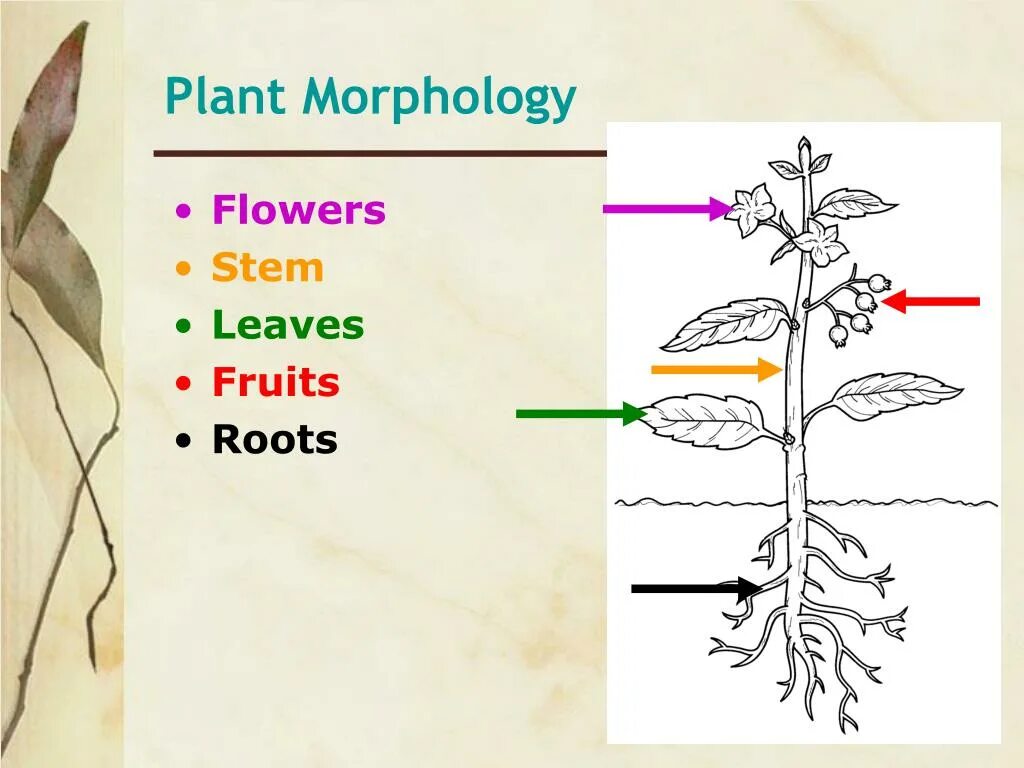 Plant 3 forms. Plant Morphology. Morphology Definition. Root Morphology of flowering Plants. Morphology examples.