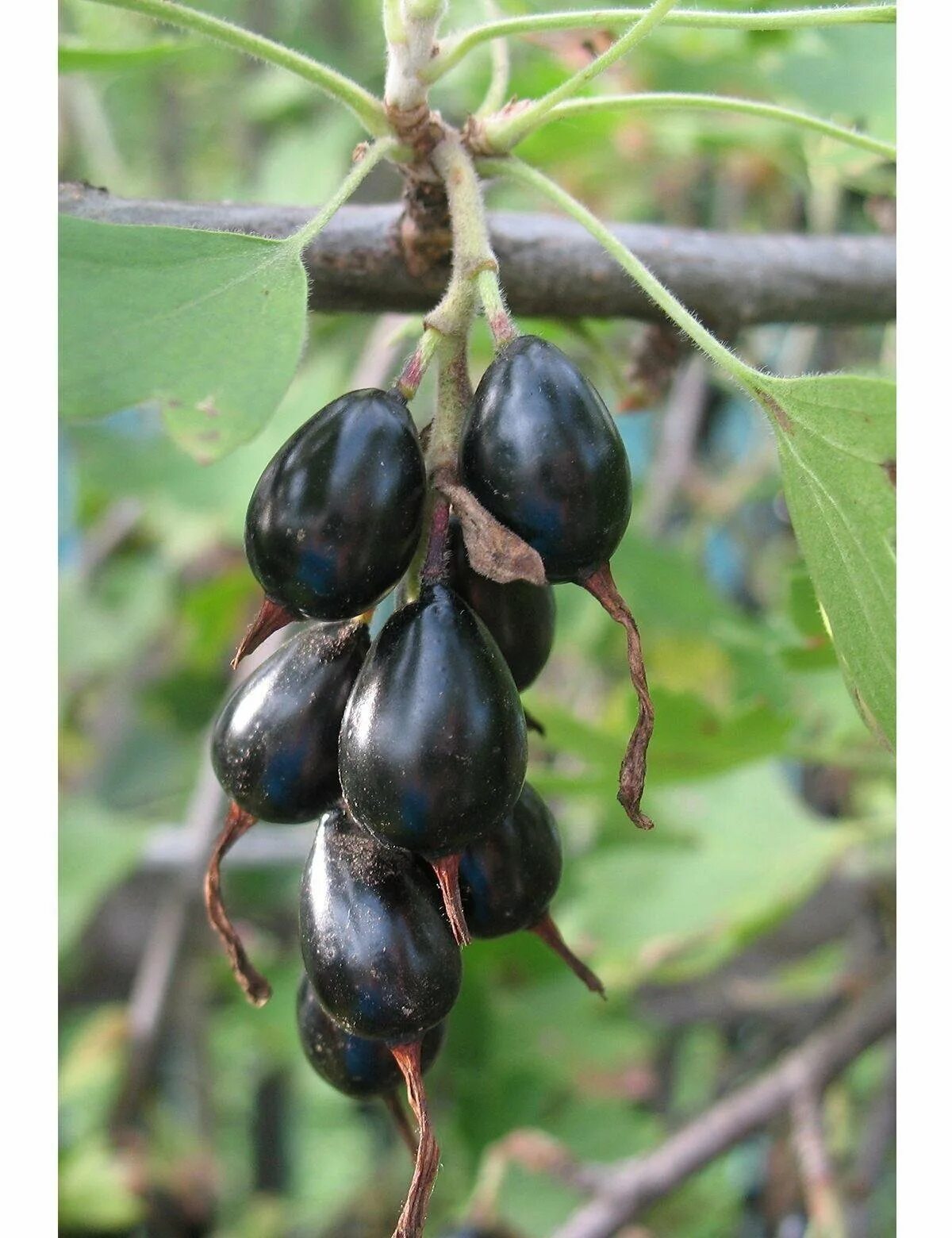 Длинная темная ягода. Ежевика karaka black. Длинная темная ягода. Длинная темная ягода. Ежевика карака блэк.
